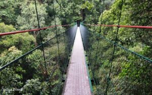 Canopy-Trail-Ciwalen