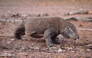 Ketemu-Komodo