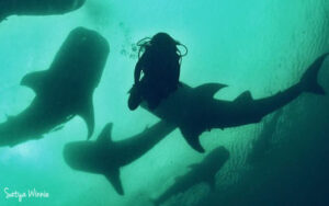 Whale Shark