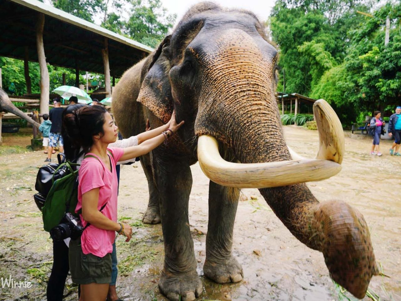 Maesa Elephant Camp Chiang Mai